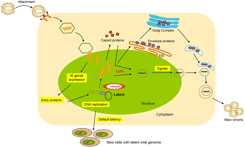 Towards Better Understanding Of KSHV Life Cycle: From Transcription And ...