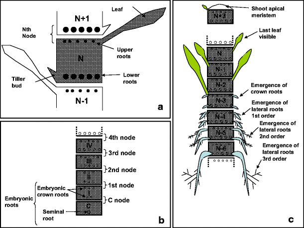 Molecular Genetics of Rice Root Development | Rice | Full Text