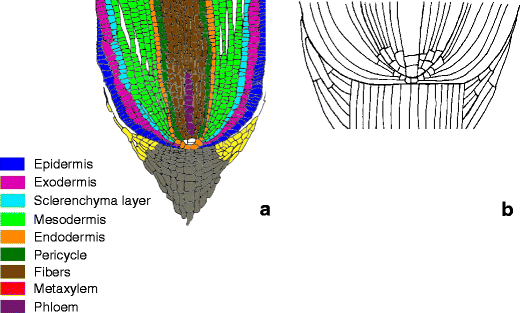Molecular Genetics of Rice Root Development | Rice | Full Text
