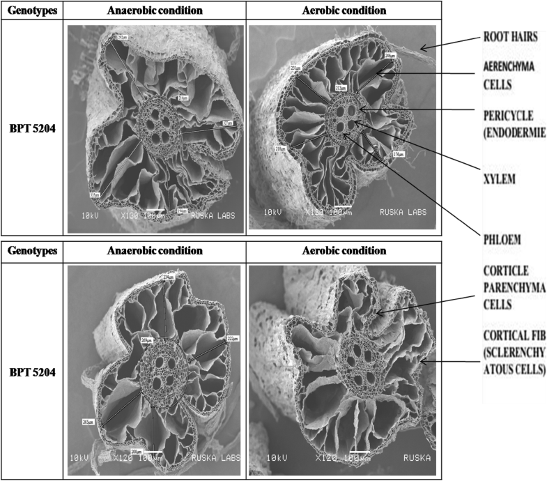 Studies On Root Anatomy Morphology And Physiology Of Rice Grown Under 