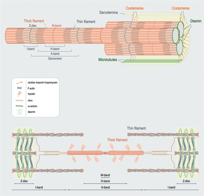 Historical perspective on heart function the FrankStarling Law
