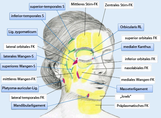 Anatomie im Kopf-Hals-Bereich | SpringerLink