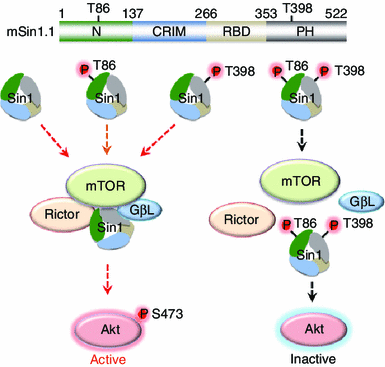 Dual phosphorylation of Sin1 at T86 and T398 negatively regulates ...