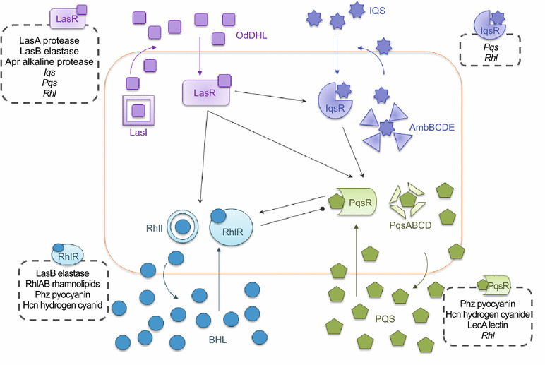 Schematic Representation Of Ai 3 Quorum Sensing System In Aeromonas