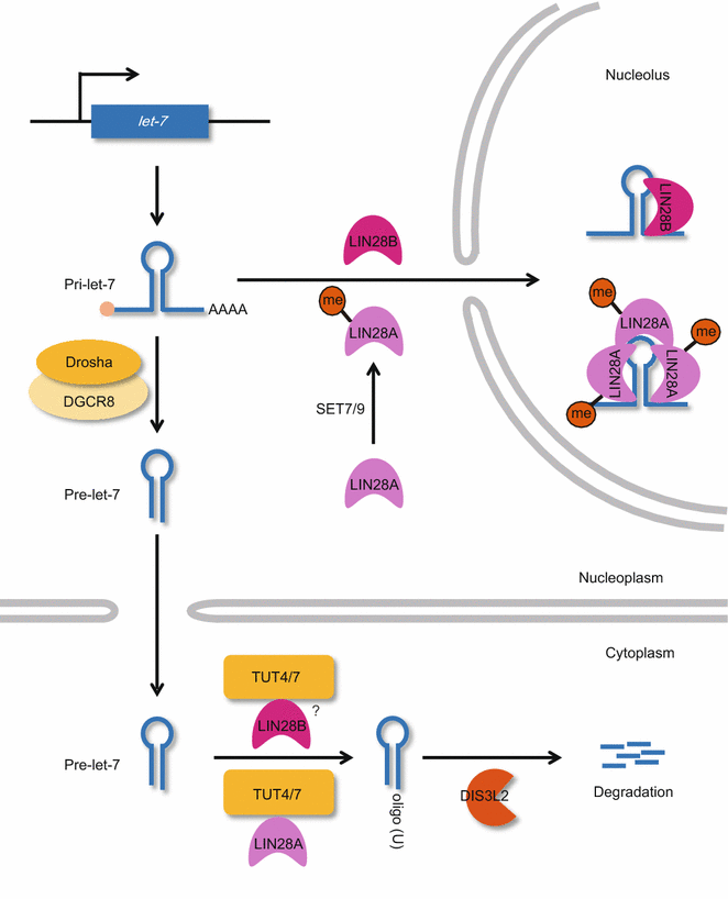 Biogenesis and regulation of the let-7 miRNAs and their functional ...