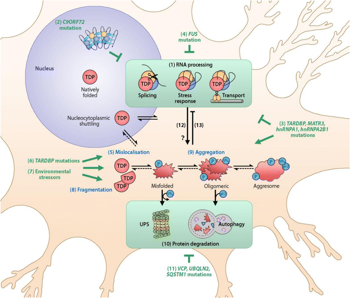 TDP43 Proteinopathy and ALS Insights into Disease Mechanisms and
