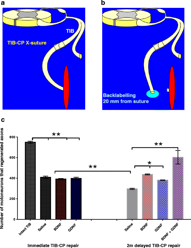 Electrical Stimulation to Enhance Axon Regeneration After Peripheral Nerve Injuries in Animal