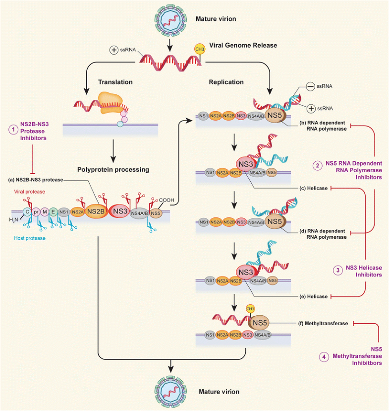 Therapeutic Approaches for Zika Virus Infection of the Nervous System ...