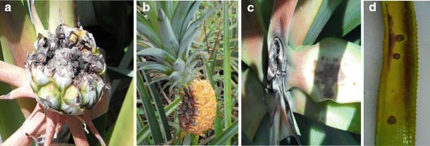 Fusarium fujikuroi causing fusariosis of pineapple in peninsular ...