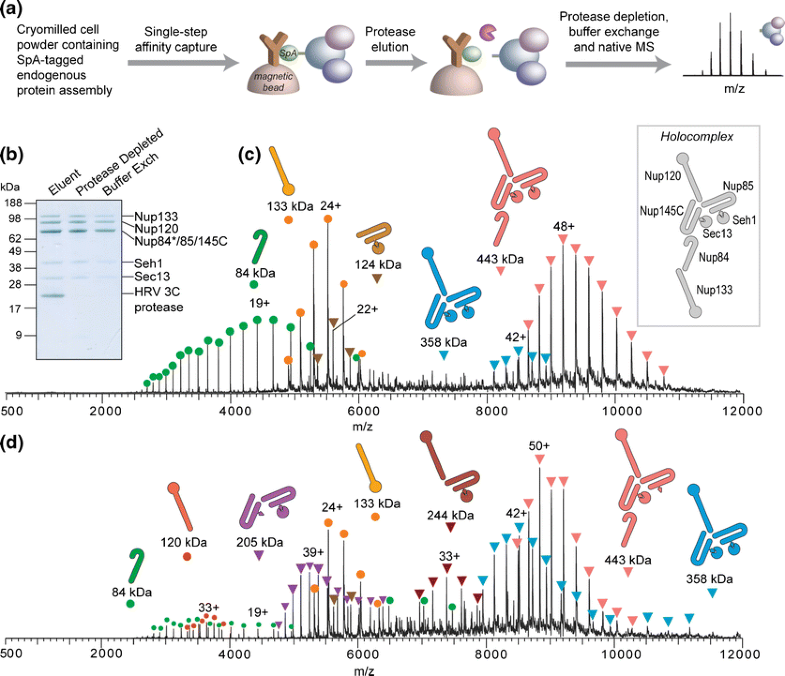 Revealing Higher Order Protein Structure Using Mass Spectrometry