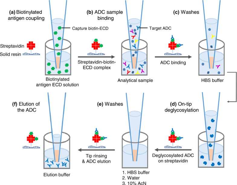 Automated Ontip Affinity Capture Coupled with Mass Spectrometry to