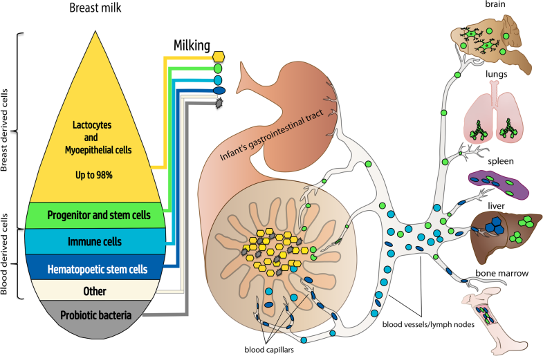 Stem cells in human breast milk SpringerLink