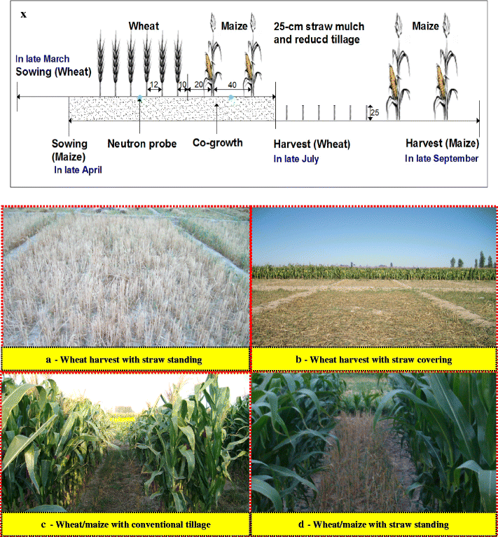 Wheat and maize relay-planting with straw covering increases water use