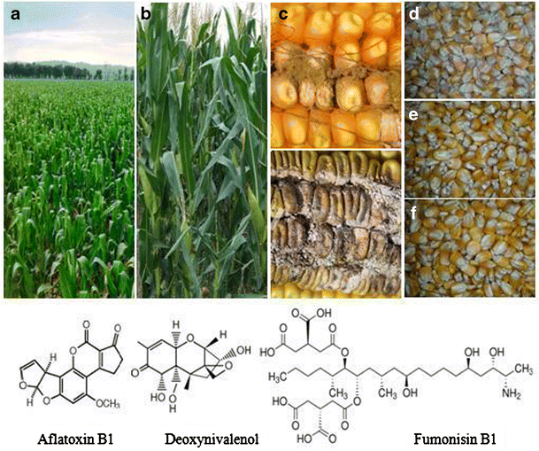 Factors controlling mycotoxin contamination in maize and food in the