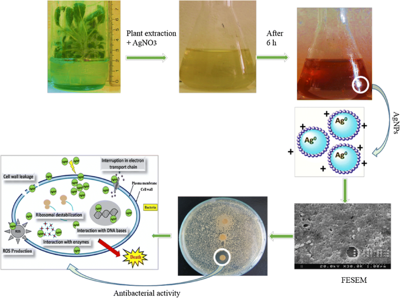 Green synthesis of metal nanoparticles using plants Idea