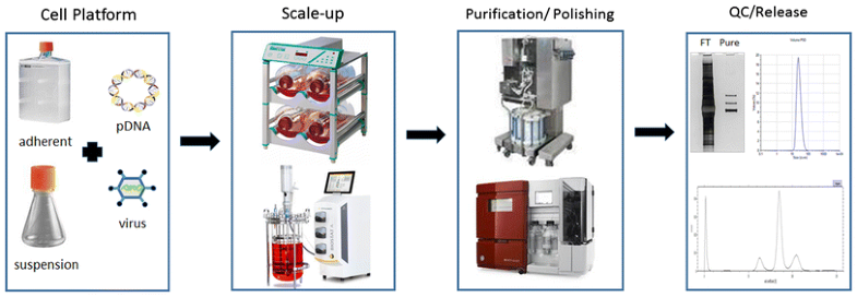 Adeno-Associated Virus (AAV) as a Vector for Gene Therapy | SpringerLink