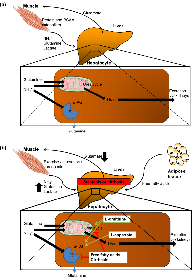 lOrnithine lAspartate (LOLA) as a Nove l Approach for Therapy of Non