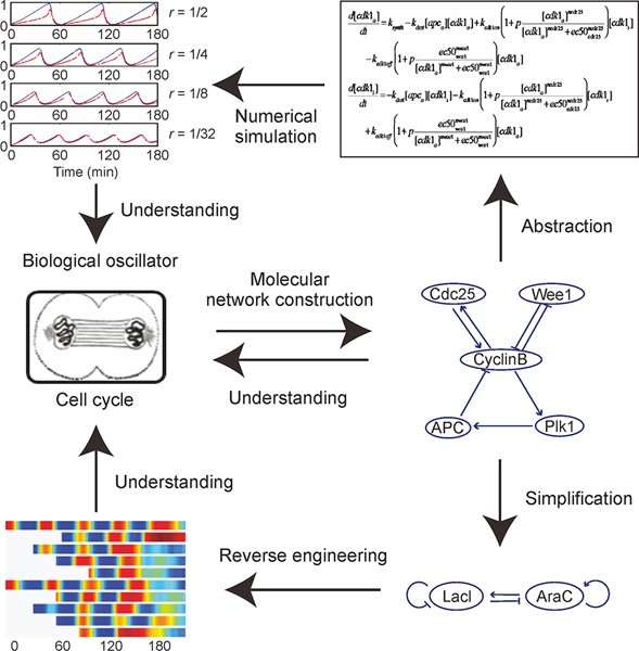 Systems and synthetic biology approaches in understanding biological