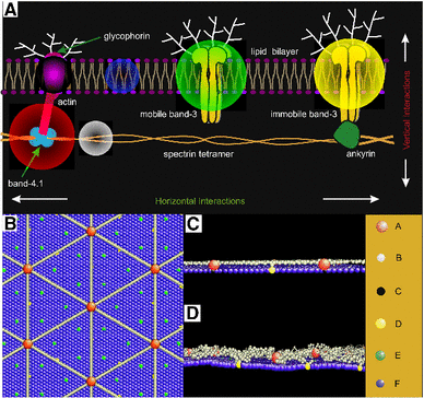 Mesoscale Simulations Of Two Model Systems In Biophysics: From Red ...