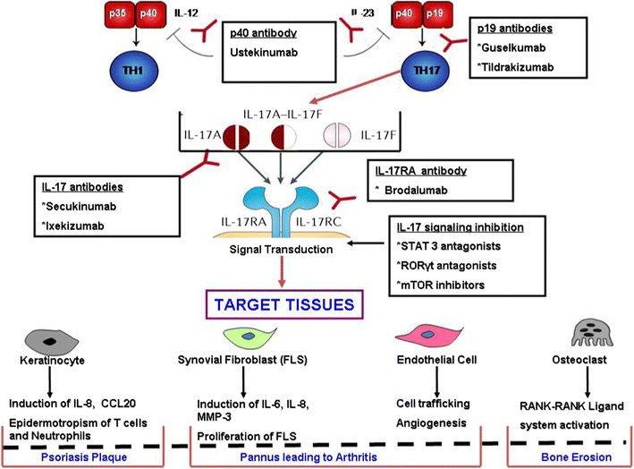 IL17 and Its Receptor System a New Target for Psoriatic