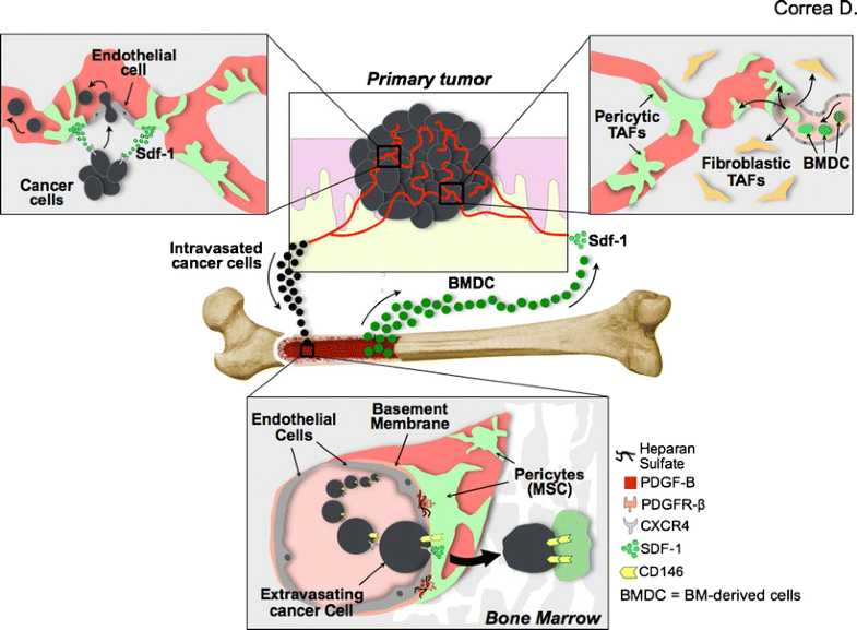 adult mesenchymal stem cells adult mesenchymal stem cells