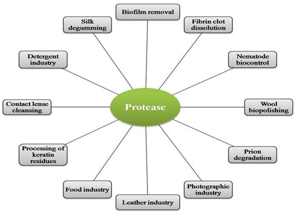 Potential application spectrum of microbial proteases for clean and ...