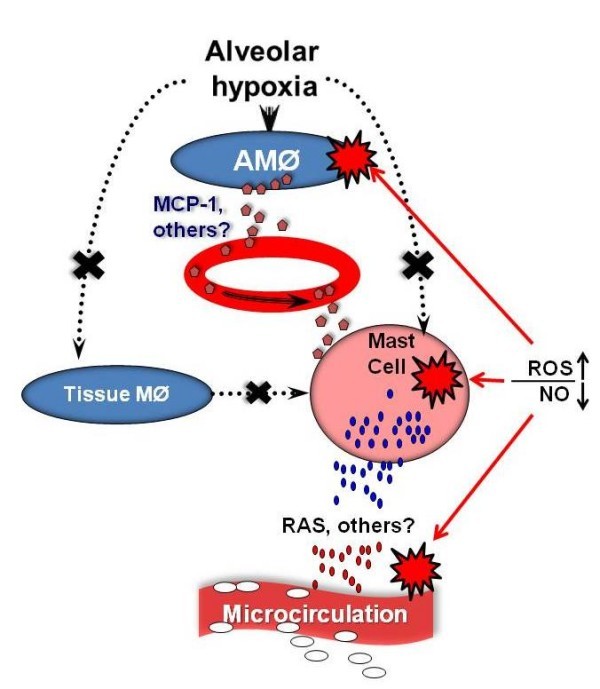 Alveolar hypoxia, alveolar macrophages, and systemic inflammation