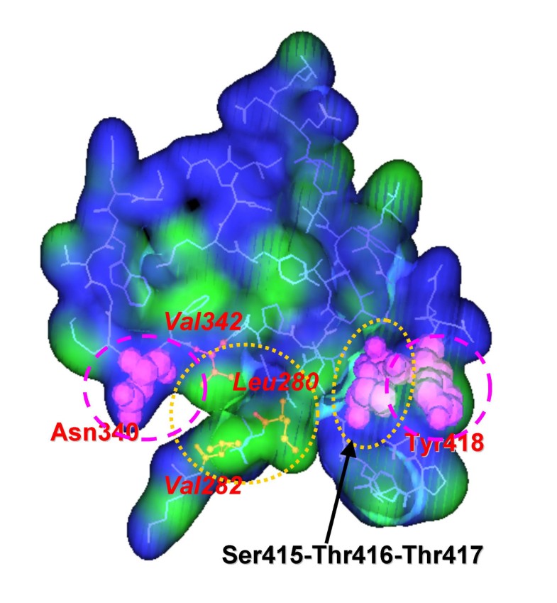 air-water interface hydrophobic amino acids air-water interface hydrophobic amino acids