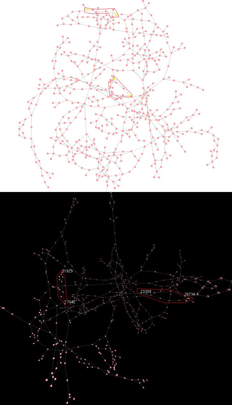 cytoscape directed graph cytoscape directed graph