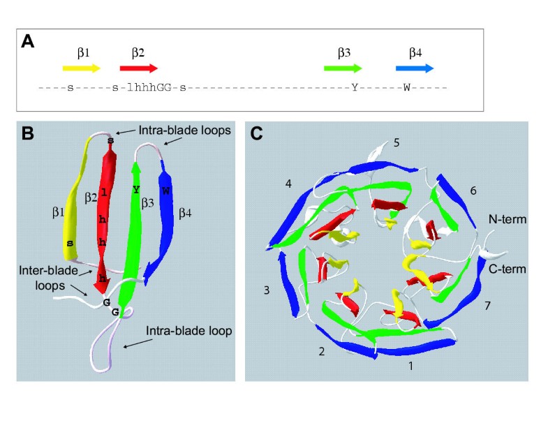 what is molecular phylogeny in bioinformatics