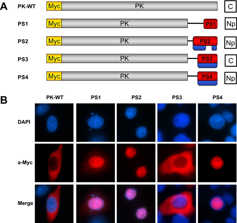 Identification And Functional Analysis Of NOL7 Nuclear And Nucleolar ...