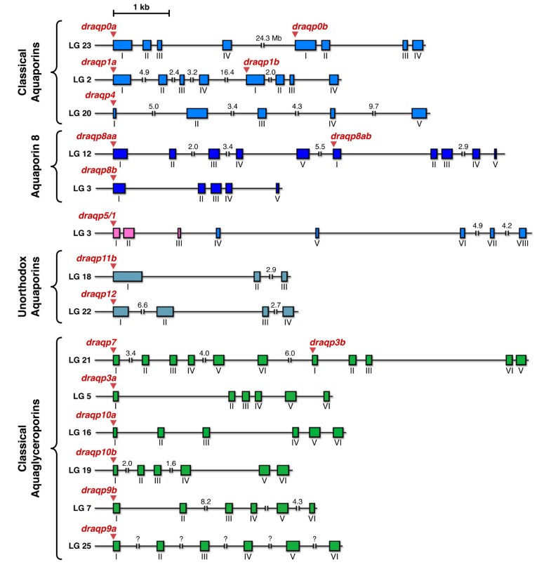 The zebrafish genome encodes the largest vertebrate ...