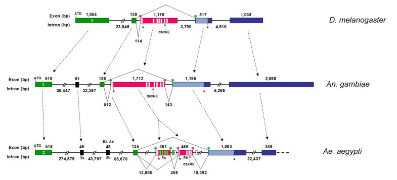 Genomic Organization And Splicing Evolution Of The Doublesex Gene, A ...