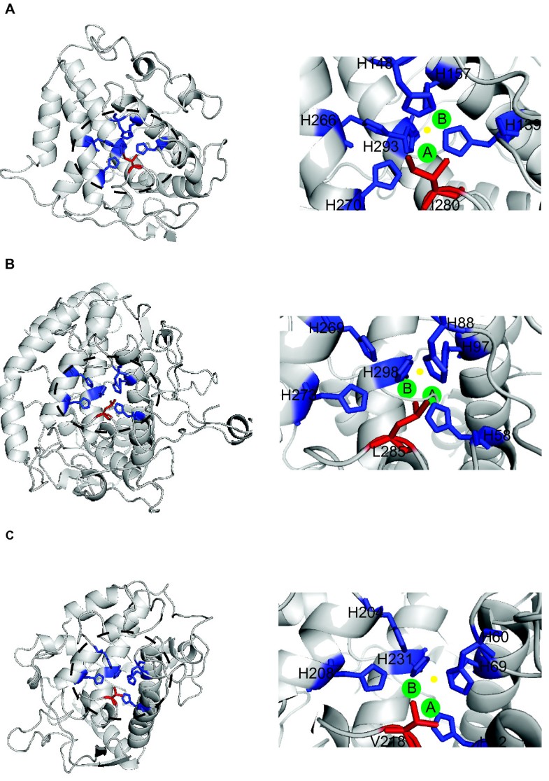Origin, evolution and classification of type3 copper proteins lineage