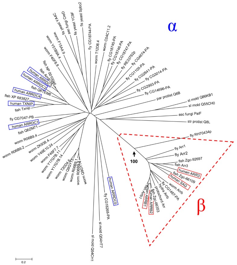 On The Origins Of Arrestin And Rhodopsin