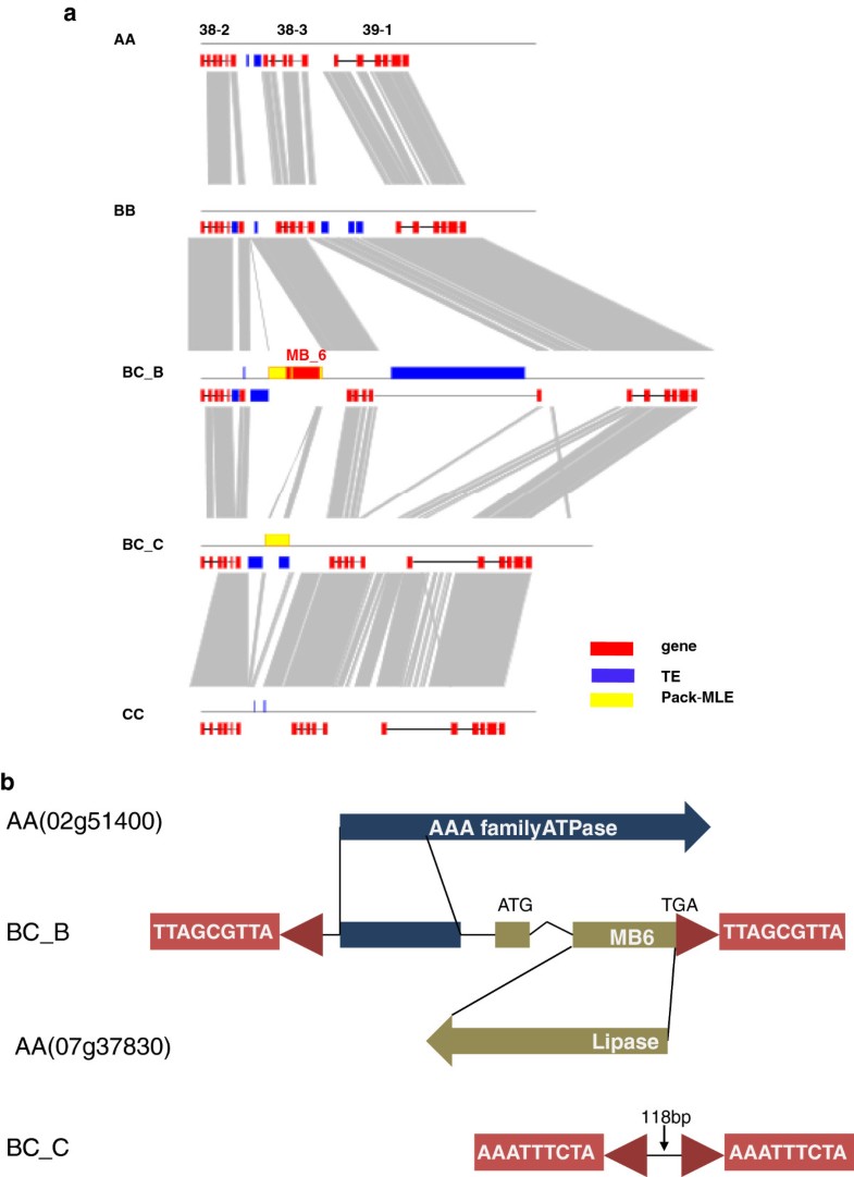 Genomic, Regulatory And Epigenetic Mechanisms Underlying Duplicated ...