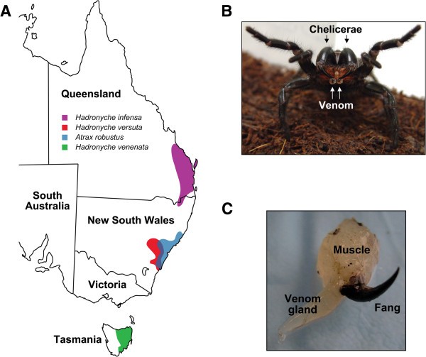 Diversification of a single ancestral gene into a successful toxin