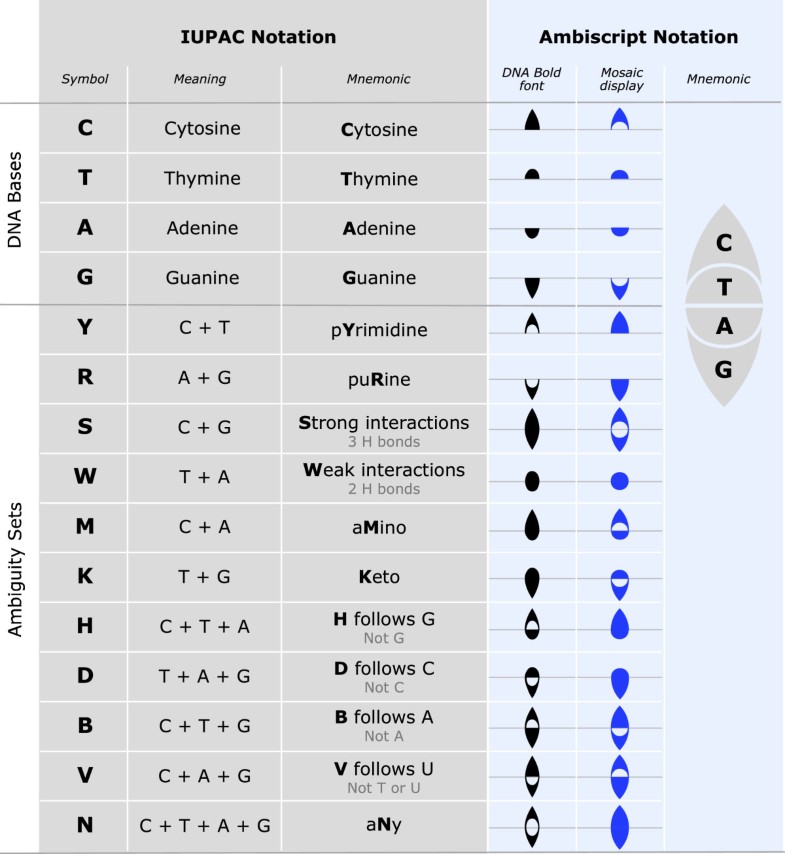 Using a colorcoded ambigraphic nucleic acid notation to visualize