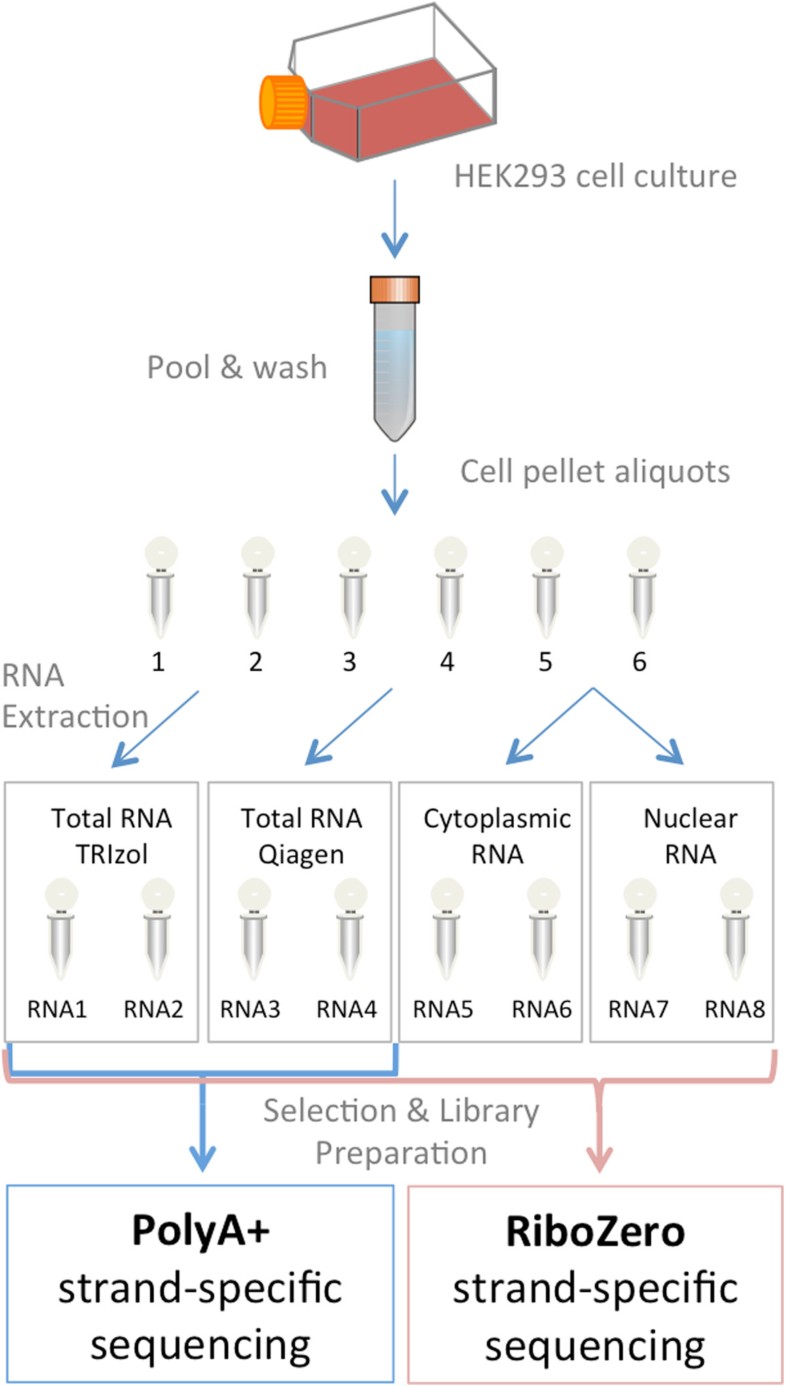 Influence of RNA extraction methods and library selection schemes on