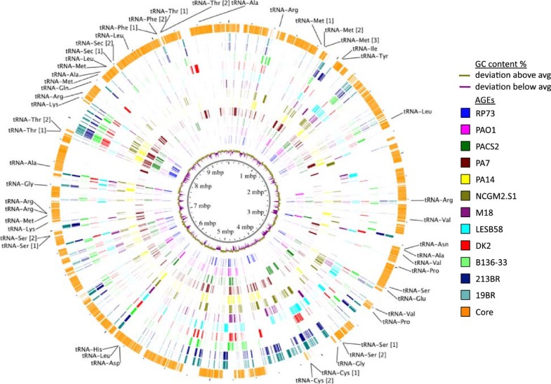 Characterization of the core and accessory genomes of Pseudomonas