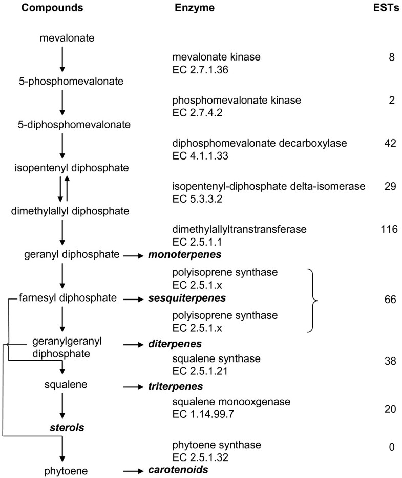 Analysis of expressed sequence tags from Actinidia applications of a cross species EST database