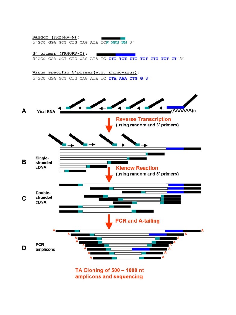 Viral genome sequencing by random priming methods BMC Genomics Full