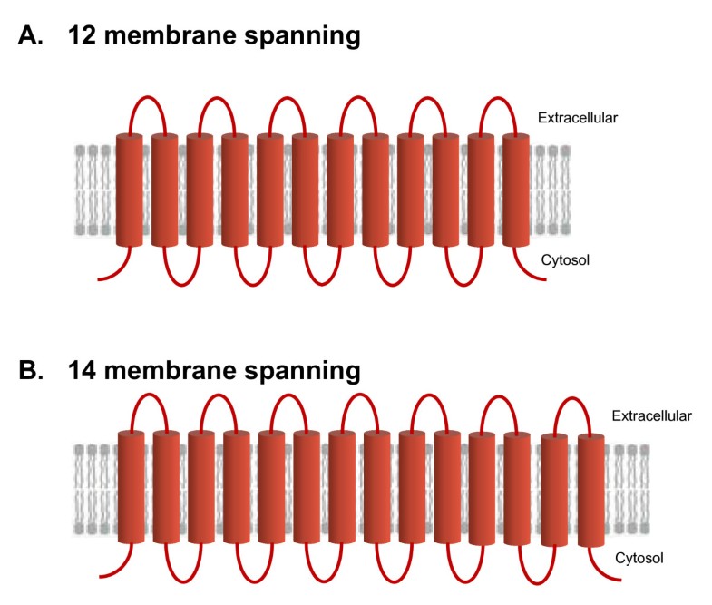 MFS transportome of the human pathogenic yeast Candida albicans | BMC