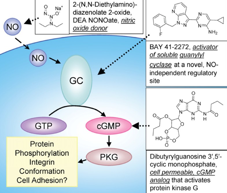 Nitric oxide/cGMP pathway signaling actively downregulates α4β1