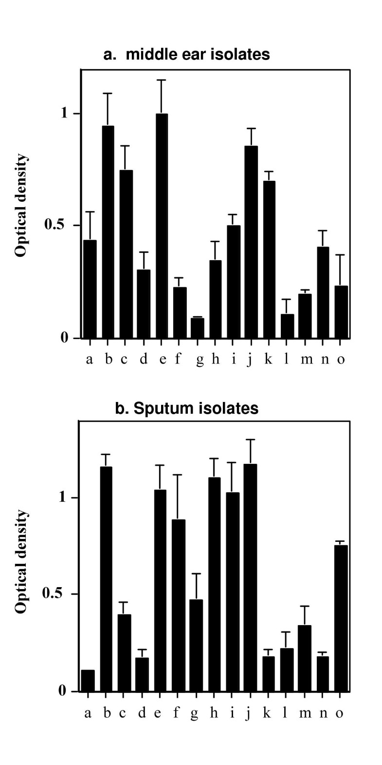 Biofilm formation by nontypeable Haemophilus influenzae strain