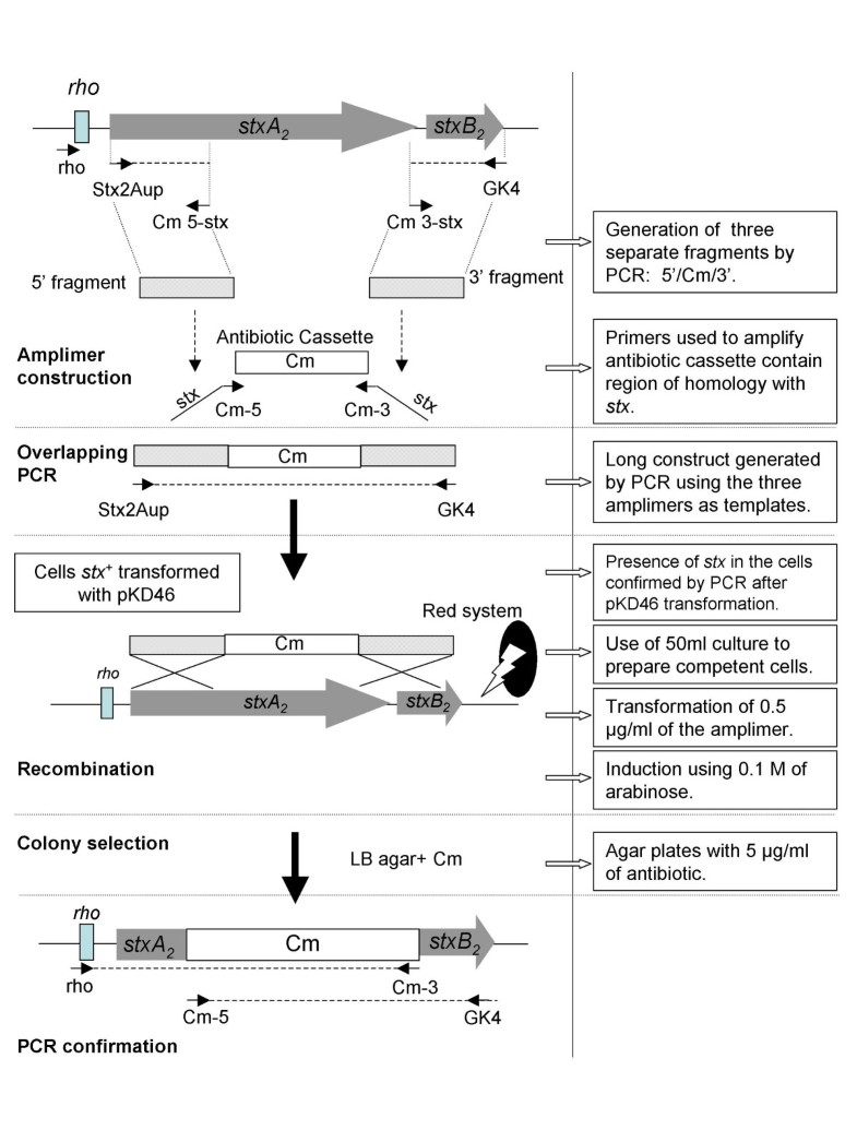 Use of the lambda Red system to produce