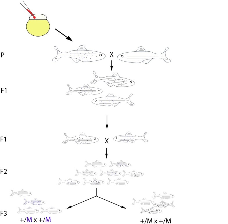 Adult zebrafish as a model organism for behavioural BMC