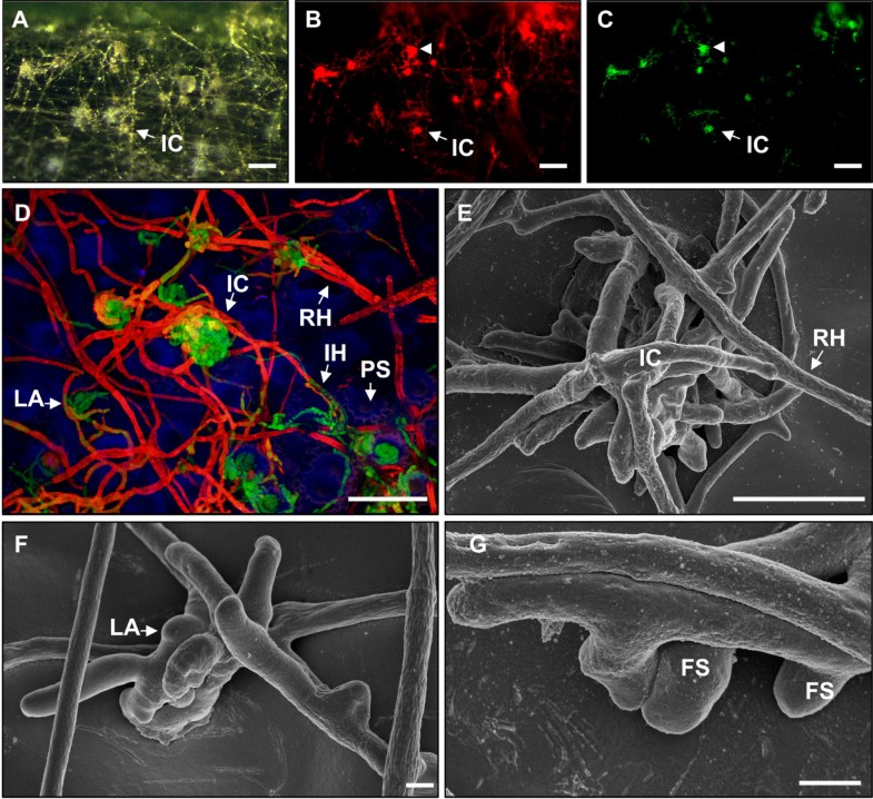 Fusarium Graminearumforms Mycotoxin Producing Infection Structures On ...