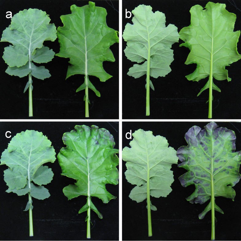 A novel dominant glossy mutation causes suppression of wax biosynthesis