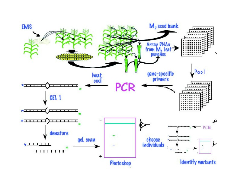 dna sequencing sequencher heterozygous mutations dna sequencing sequencher heterozygous mutations